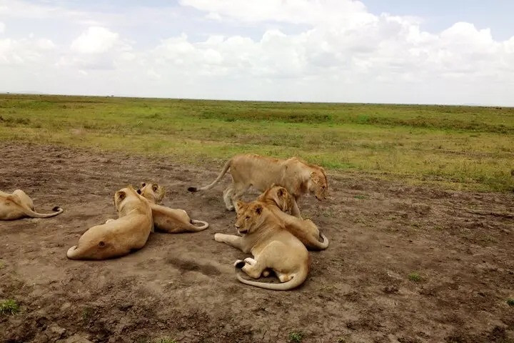 2-days-tanzania-safari-group-joining-safari