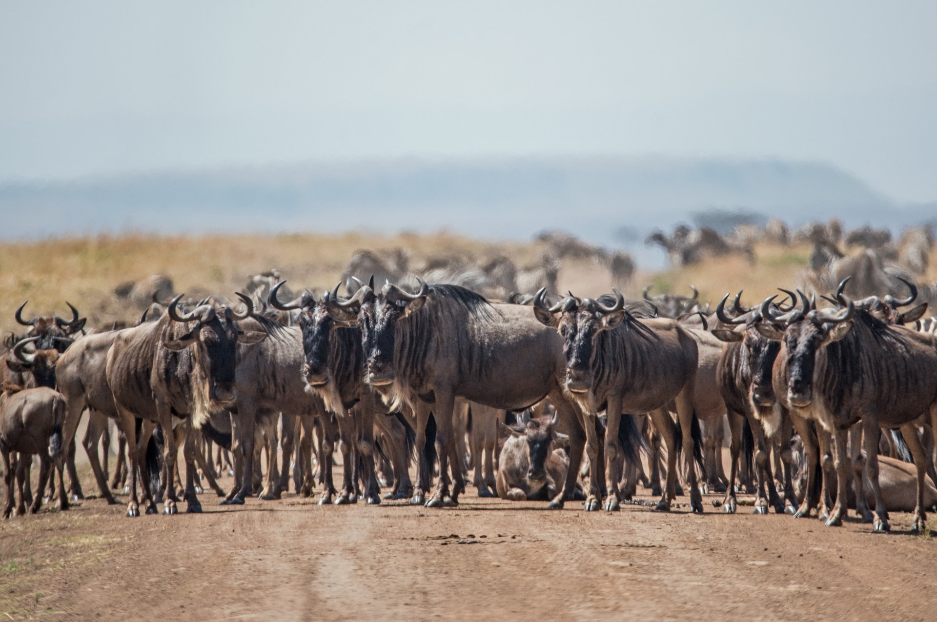 4days-safari