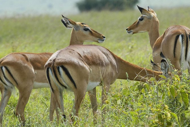 3-days-tanzania-safari-group-joining-safari