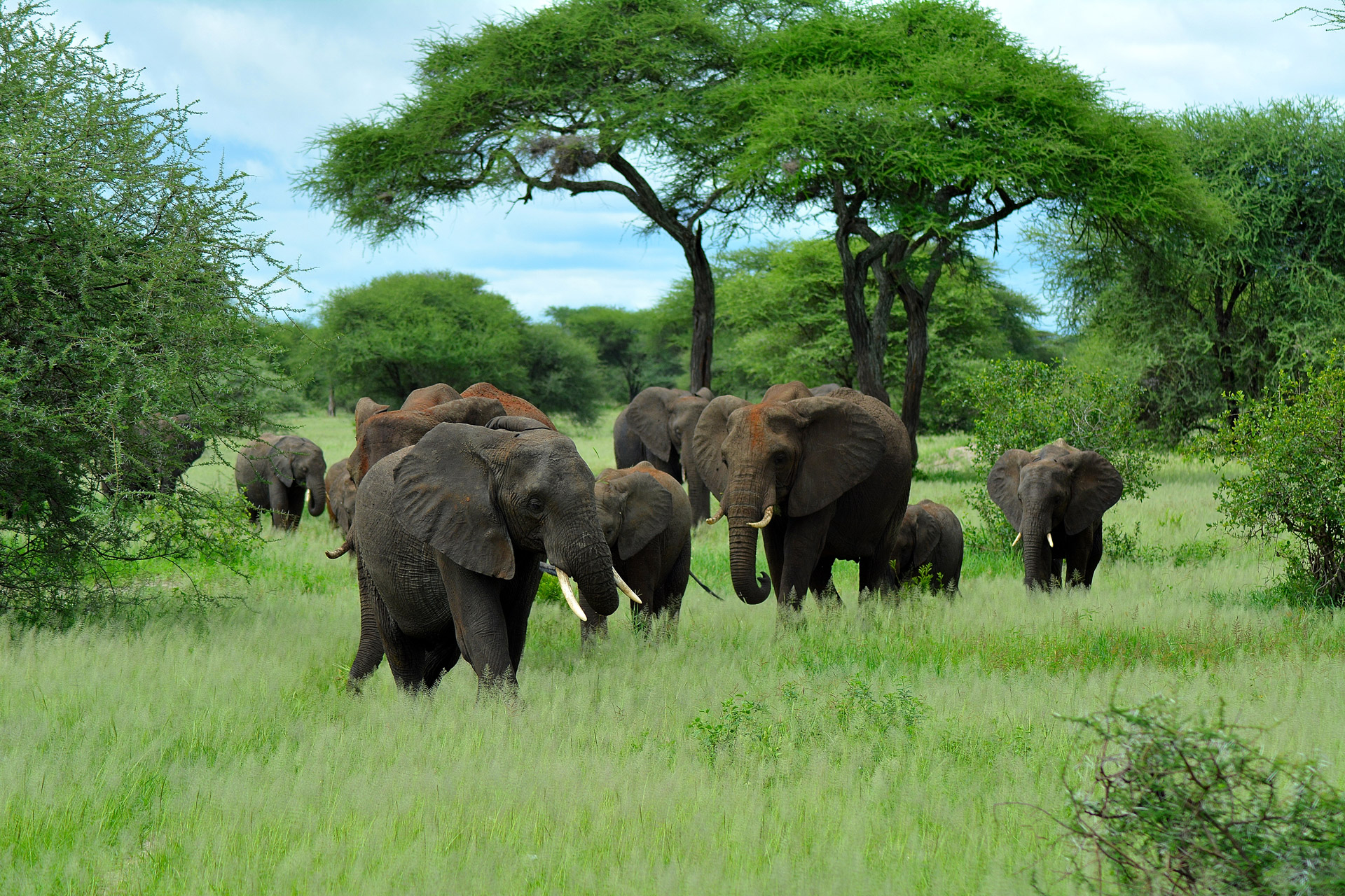 safari-blue