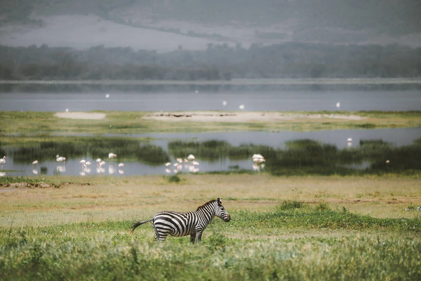 safari-blue